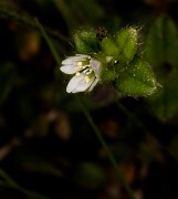 Claytonia 18-9426
